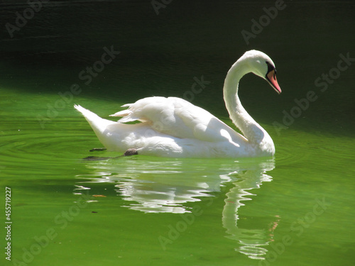 White swan in a lake with green water and its perfect reflection