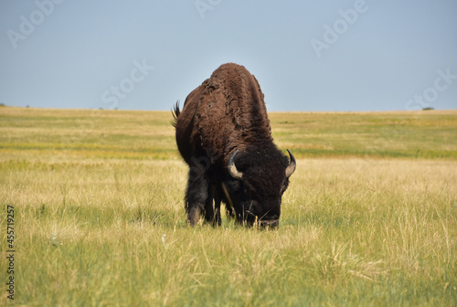 Summer Day on the Plains with a Buffalo
