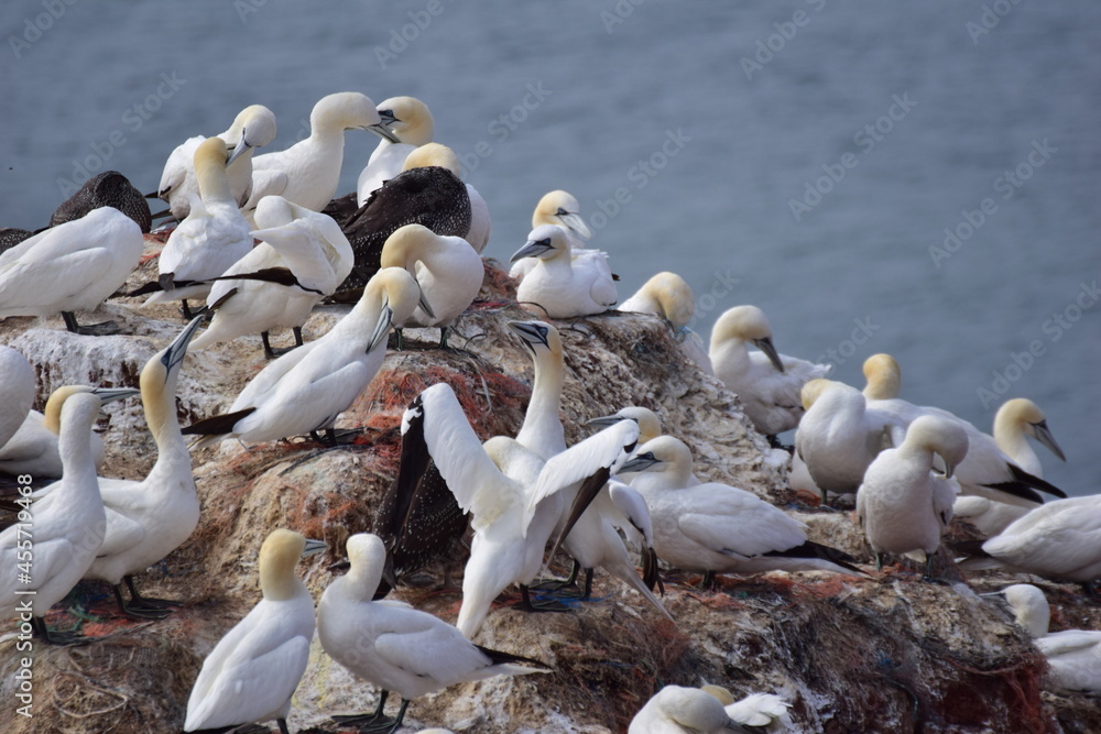 Northern gannet on a rock with the sea in the background Northern gannet on a rock with the sea in the background
