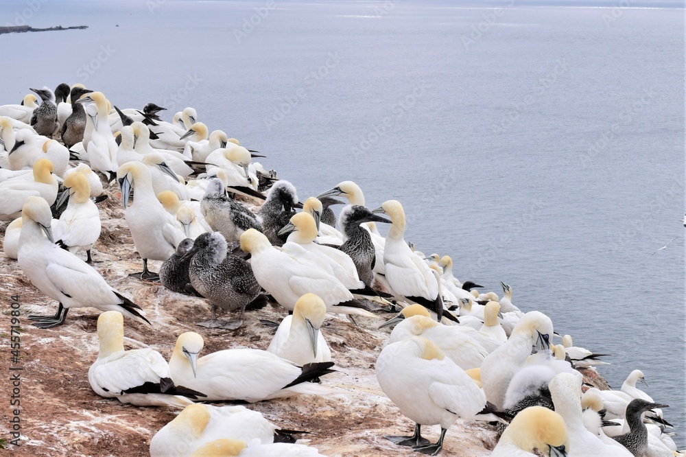 Fototapeta premium Northern gannet on a rock with the sea in the background