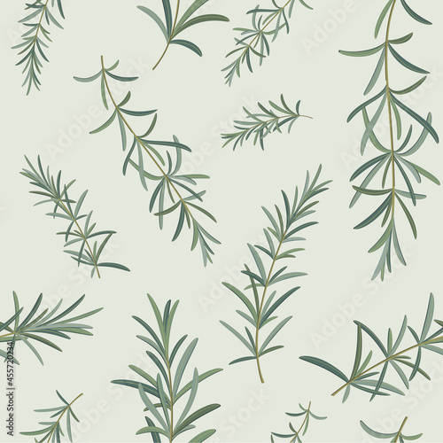 Fototapeta Naklejka Na Ścianę i Meble -  Branch of rosemary. Trendy pattern with twig. Contour vector illustration on white background.