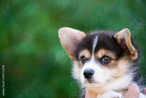 close up corgi puppy dog in the hand in summer sunny day