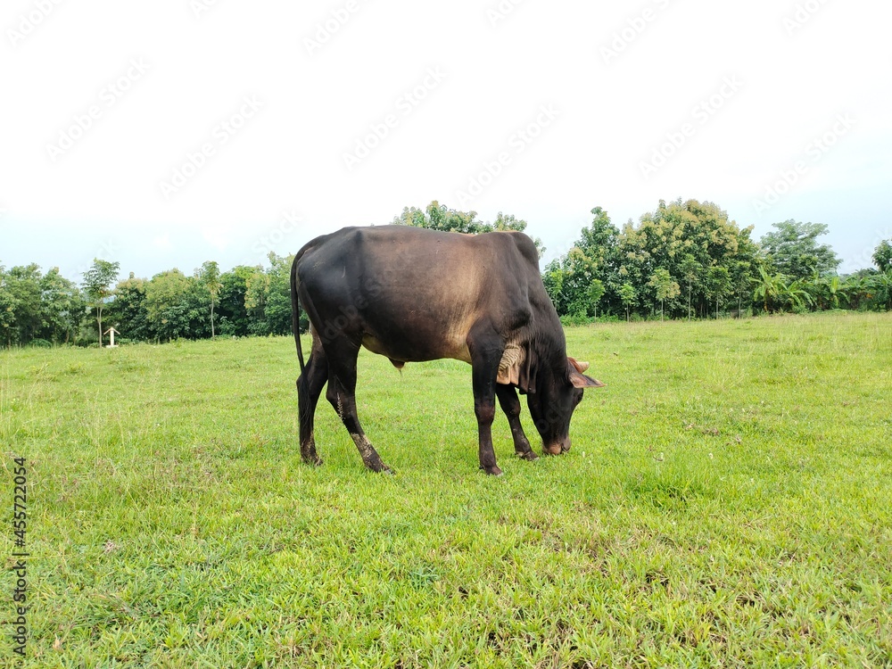 A black cow grazes on a green meadow. Full picture of the cow.