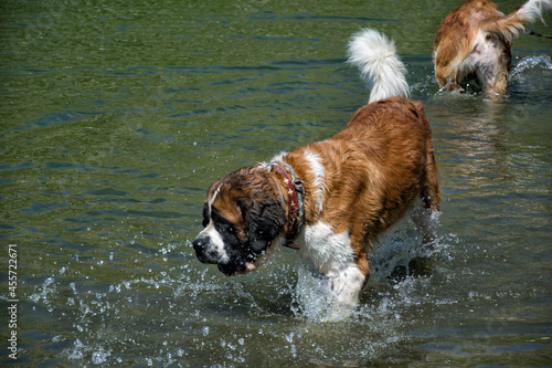 Two purebreed saint bernard dogs playing in the water
