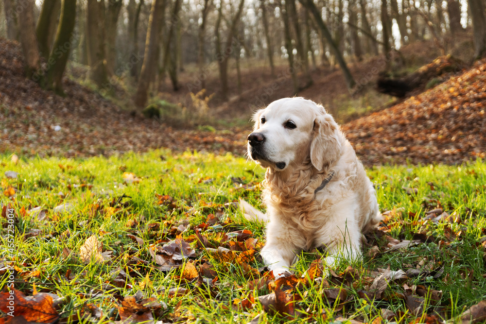 Golden retriever dog in nature. Autumn in park or forest. Pets care concept. Golden retriever dog in nature. Autumn in park or forest. Pets care concept.