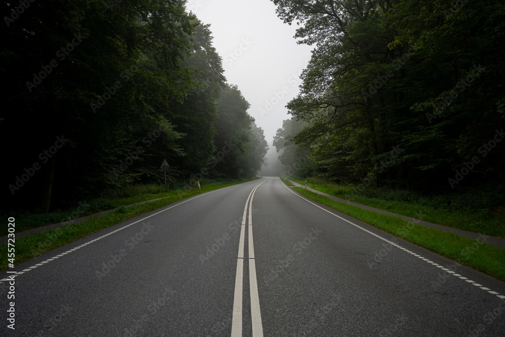 Fototapeta premium road in the forest