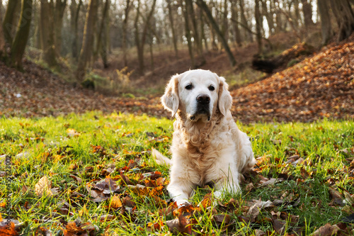 Golden retriever dog in nature. Autumn in park or forest. Pets care concept.