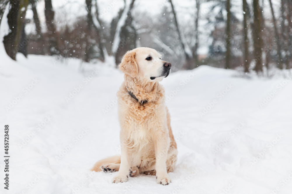 Adorable golden retriever dog sitting on snow. Sunny weather, winter in park. Pets care concept.