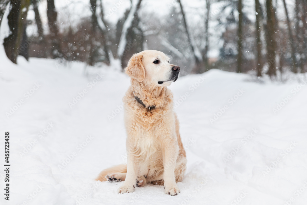 Adorable golden retriever dog sitting on snow. Sunny weather, winter in park. Pets care concept. Adorable golden retriever dog sitting on snow. Sunny weather, winter in park. Pets care concept.