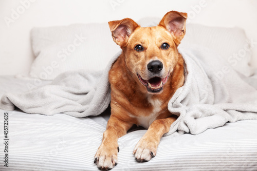 Happy ginger mixed breed dog in luxurious bright colors scandinavian style bedroom with king-size bed. Pets friendly hotel or home room.