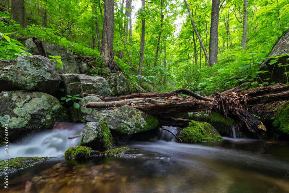 Long exposure of a small stream in a lush forest