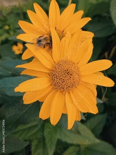 kwiat, zółty, charakter, roślin, słonecznik, lato, kwiat, jardin, flora, kwiat, pomarańcz, makro, płatek, daisies, słońce, kwiat, beuty, bliska, roślin, jary, kwiatowy, jasny, bliska, barwa