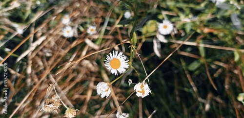 kwiat, charakter, dmuchawce, jary, roślin, gras, lato, hayfield, daisies, kwiat, pola, jardin, kwiat, beuty, makro, kwiat, flora, niebo, słońce, außenaufnahme, nasienie, bliska, istnienie, trawnik, ba