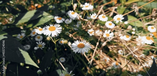 kwiat, daisies, charakter, jary, roślin, lato, kwiat, gras, hayfield, zółty, dmuchawce, pola, beuty, kwiat, jardin, flora, daisies, rumianek, kwiat, makro, rumianek, dzika, kwitnienie, lek