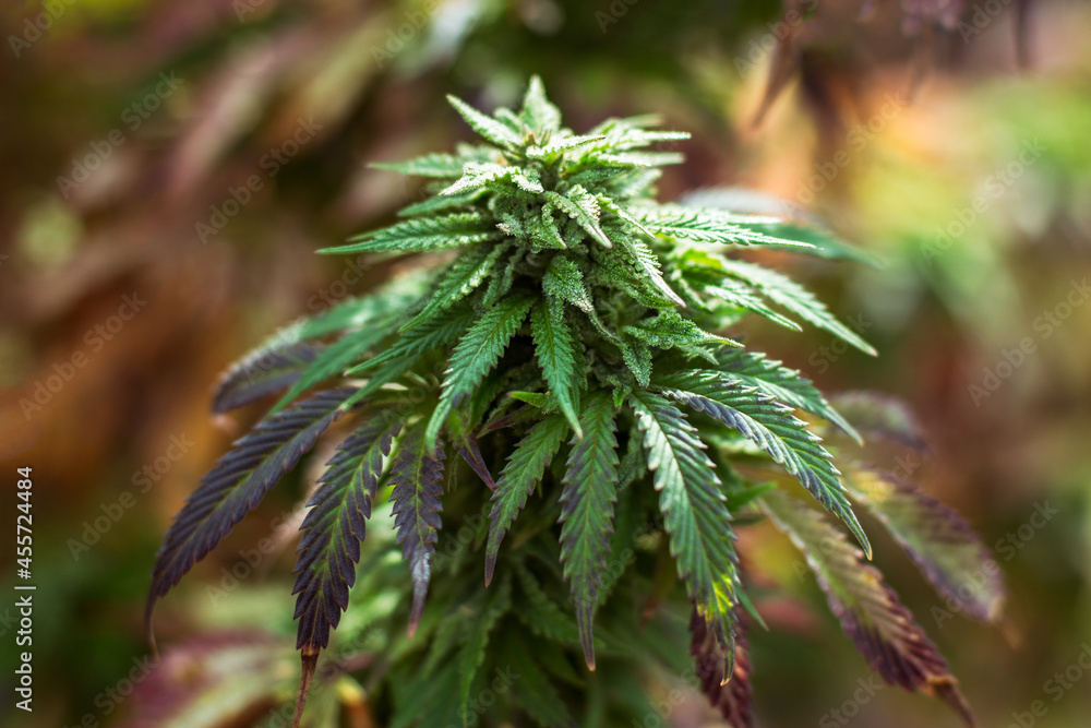 marijuana grow on a farm outdoor buds marijuana grow on a farm outdoor buds