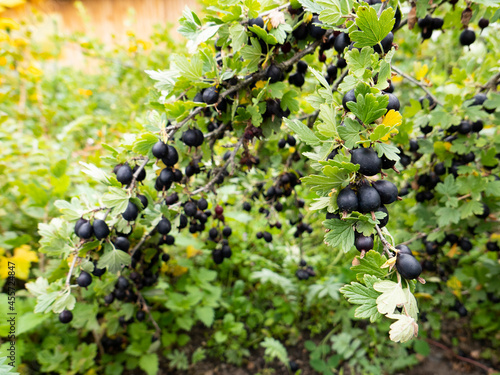 black, gooseberries, weigh, branch, green, leaves. photo