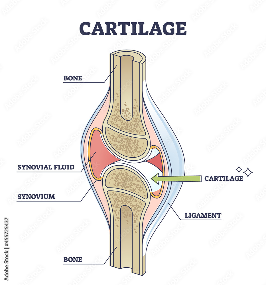 Cartilage elastic tissue location in body and leg structure outline ...
