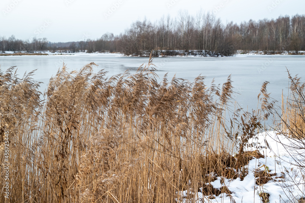 custom made wallpaper toronto digitalThickets of dry reeds on the lake shore in winter