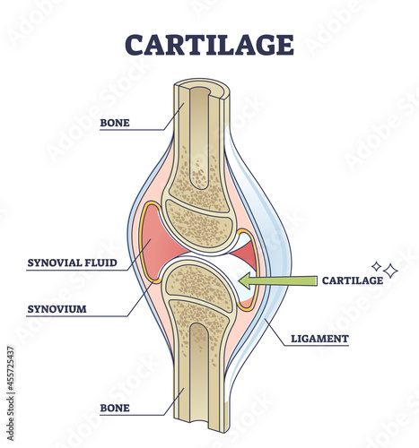 Murais de parede Cartilage elastic tissue location in body and leg structure outline diagram