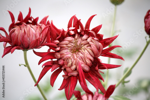 Red coloured Chrysanthemum x morifolium in a garden photo