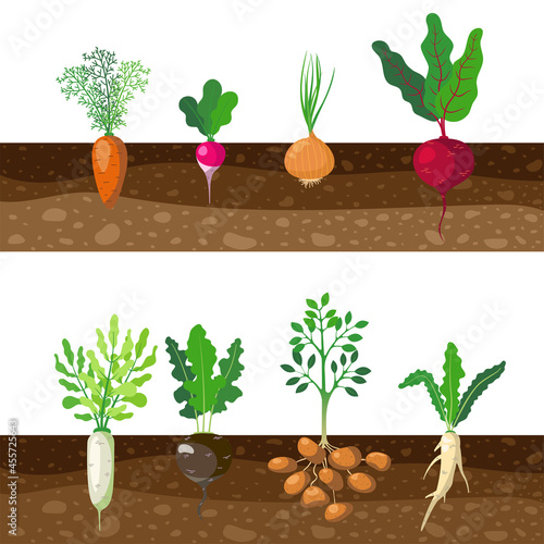Set of different rooted vegetables growing underground. Cartoon vector illustration. Patch of tubers, plants as carrot, onion, potato, radish, beet, beetroot in soil. Garden, food, nutrition concept