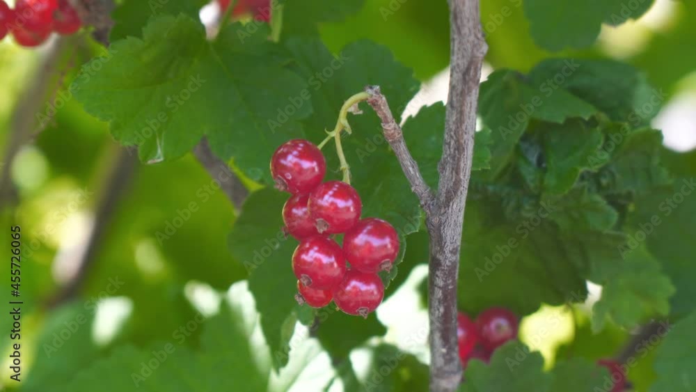 Red currant berries on a bush in the garden Red currant berries on a bush in the garden