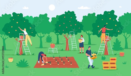 People harvesting fruits, farmers gathering apples in garden. Agricultural workers picking fruit from trees. Harvest season vector illustration. Men and women picking pears to baskets on ladders