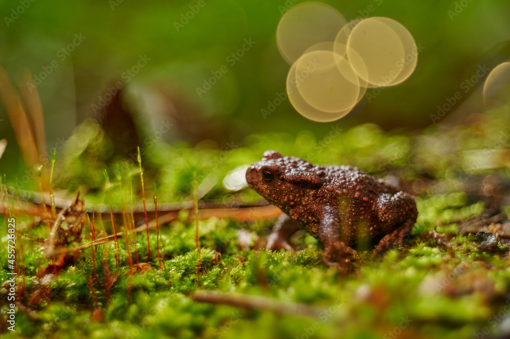 frog bokeh frog bokeh