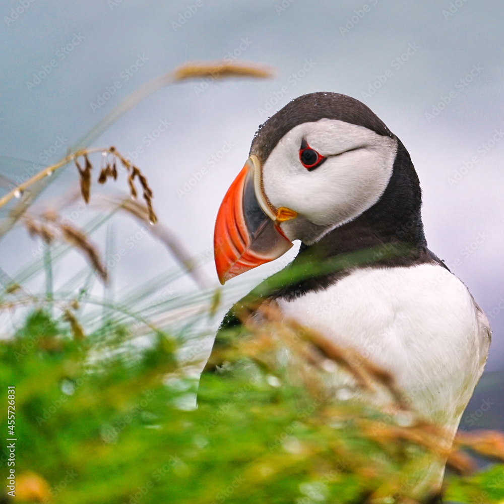 atlantic puffin or common puffin