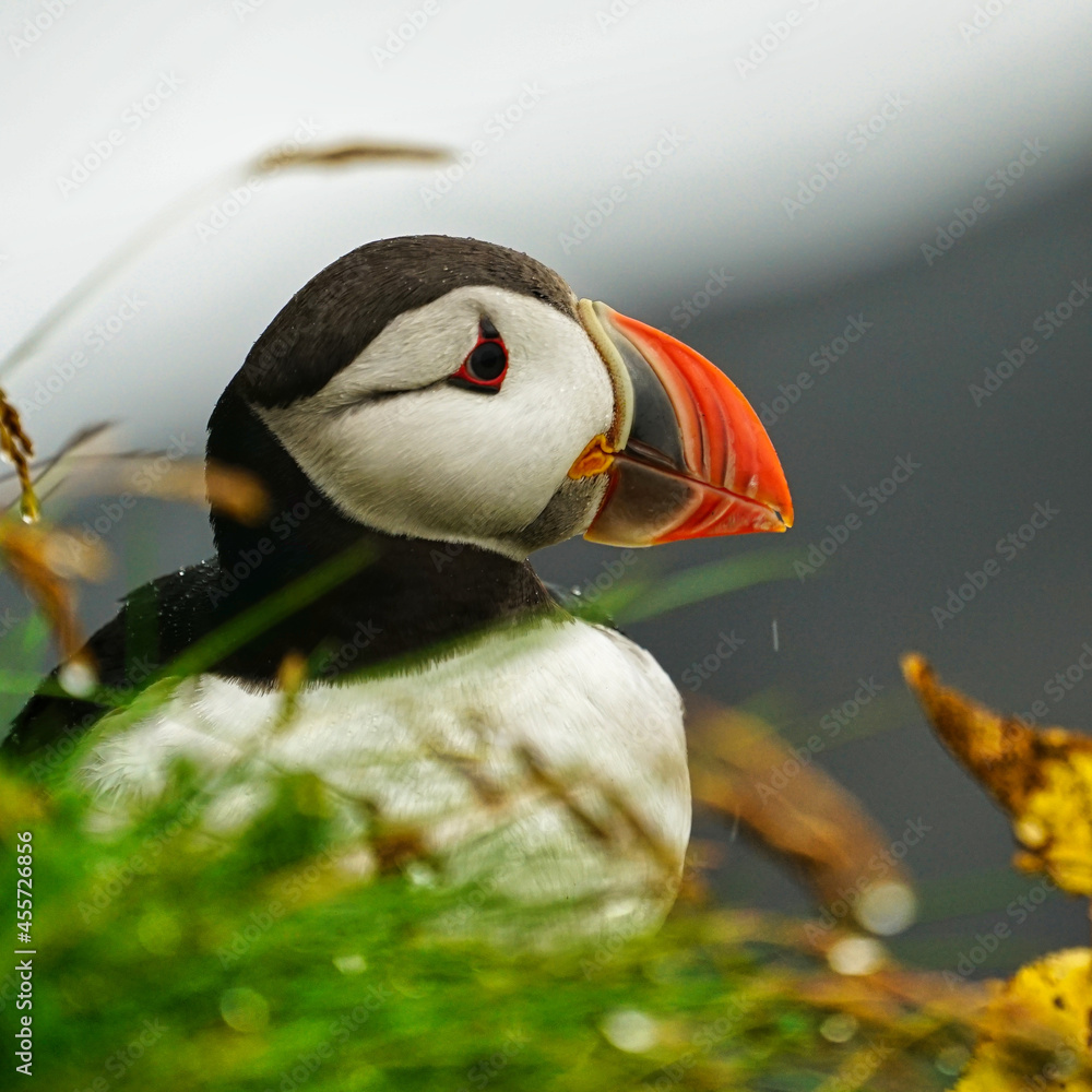 close up of a bird