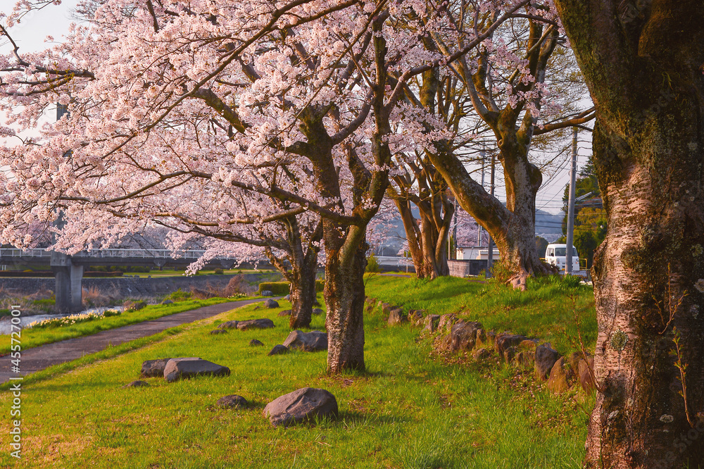 Pretty and lovely pink cherry blossoms wallpaper background, Pretty and lovely pink cherry blossoms wallpaper background,