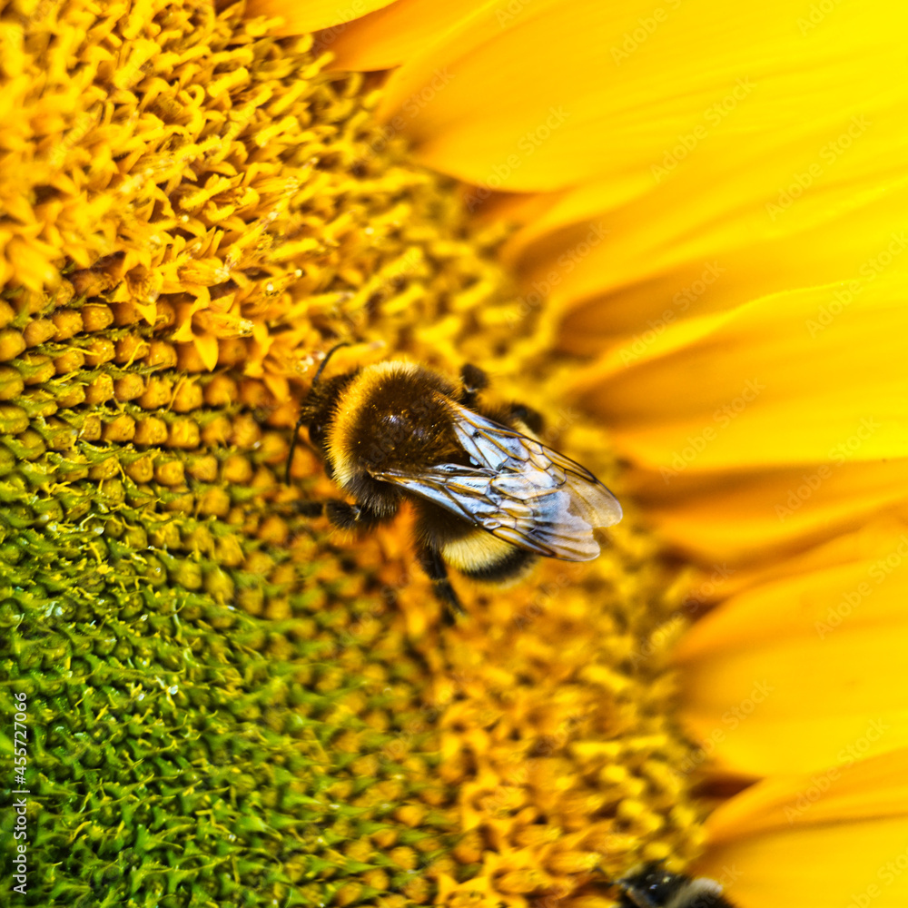 bee on a sunflower