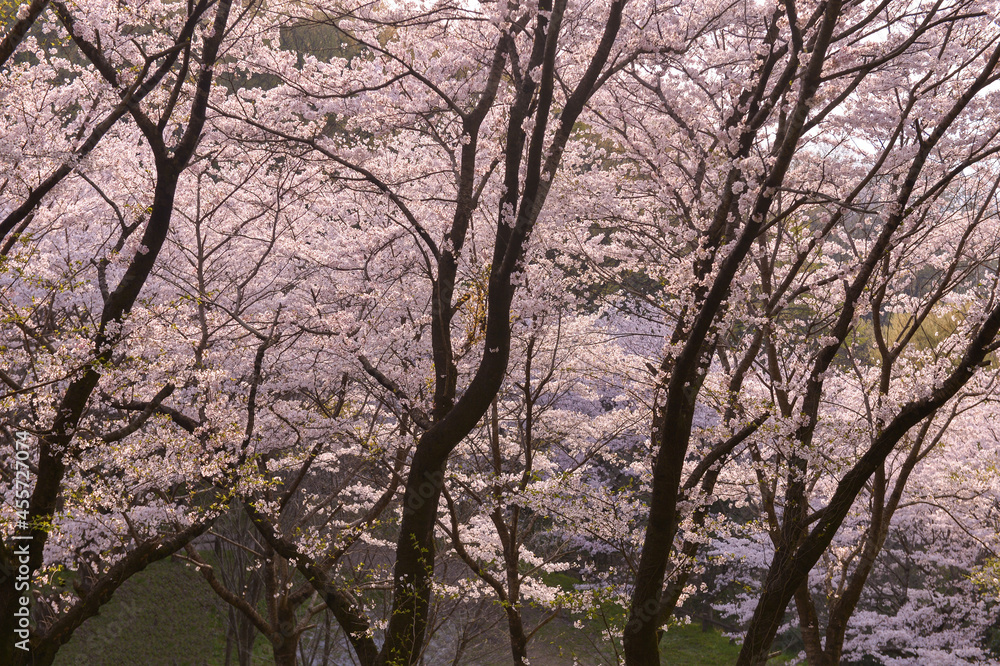 Pretty and lovely pink cherry blossoms wallpaper background, Pretty and lovely pink cherry blossoms wallpaper background,