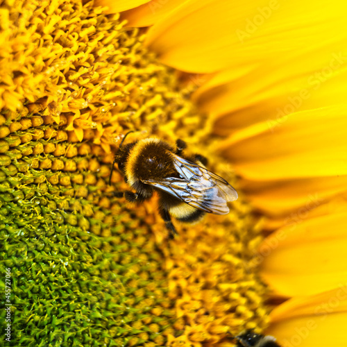 Obraz na płótnie bee on a sunflower w salonie