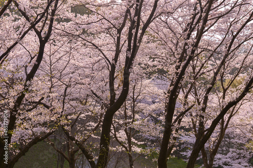 Pretty and lovely pink cherry blossoms wallpaper background,