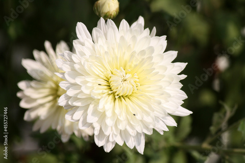 White flowers of Chrysanthemum x Morifolium 