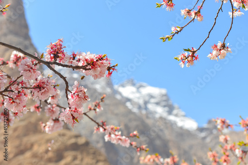 Blossom in Hunza valley, Karimabad, Gilgit Baltistan, Pakistan photo