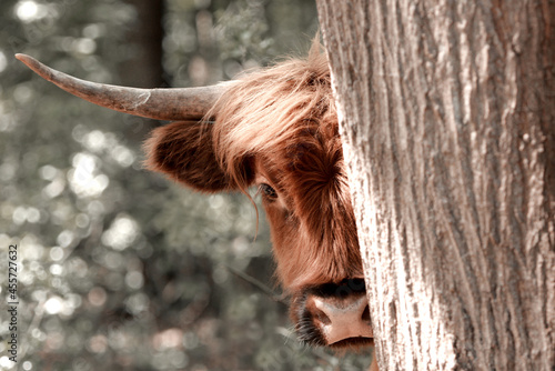 Kopf vom schottischen Hochlandrind - halb versteckt hinter einem Baum photo