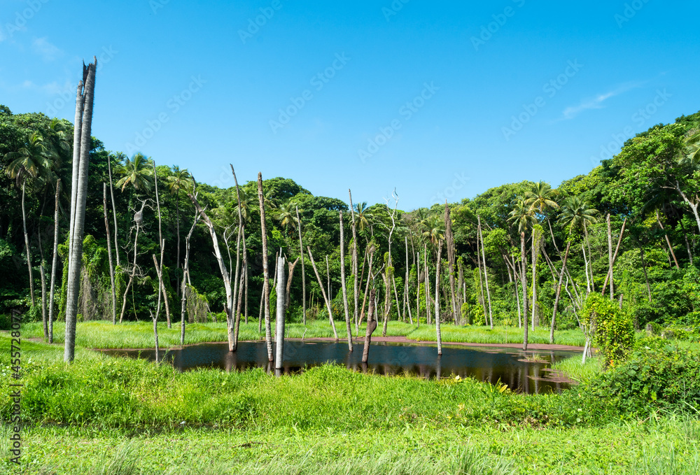 A pond surrounded by lush tropical foliage in the background. Reflection in pond. Tropical landscape. A pond surrounded by lush tropical foliage in the background. Reflection in pond. Tropical landscape.