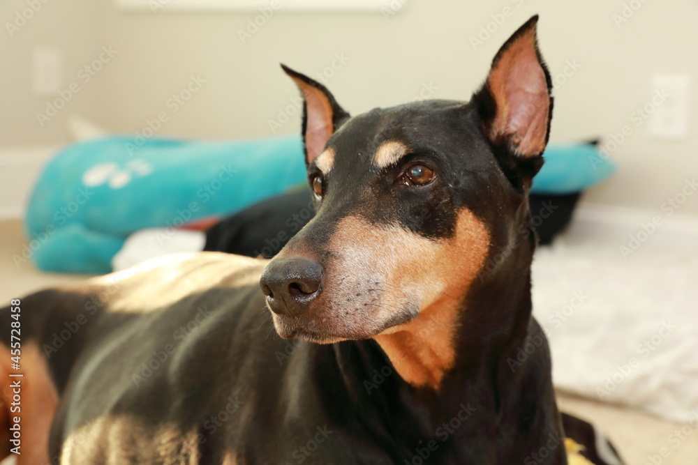Dobermann dog portrait looking at camera stock photo Dobermann dog portrait looking at camera stock photo