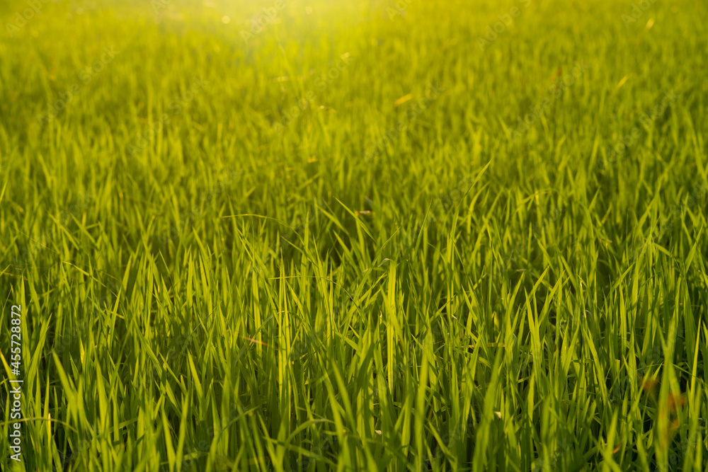 organic rice field in farmland on sun light background