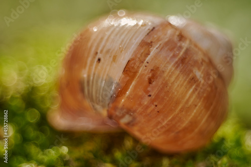 bokeh snail