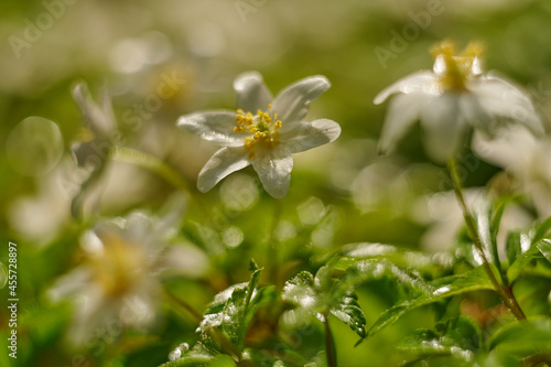 Obraz na płótnie bokeh