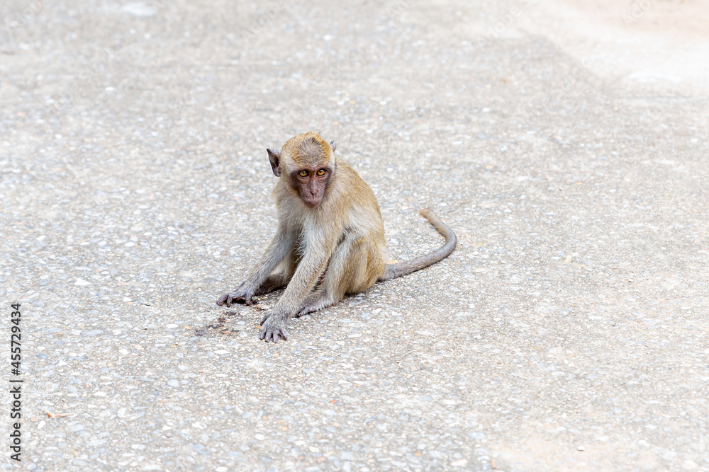 Young macaque crabeater sitting on the sand of a tropical island