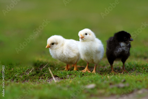 Group of chicks on farmyard