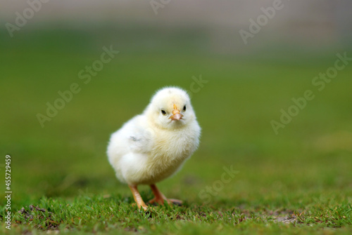 Fotobehang Cute chick on farmyard