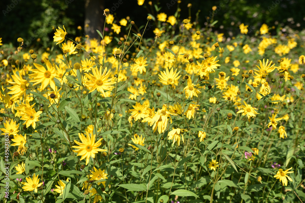 Obraz premium Massif de rudbeckias jaunes