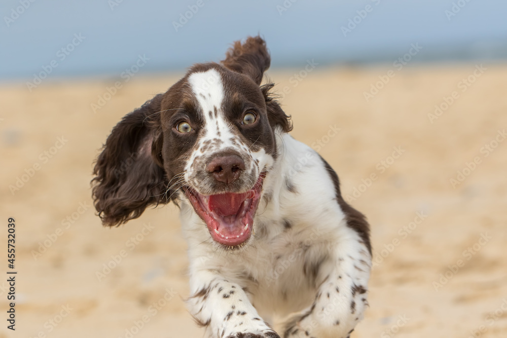 Happy puppy running on the beach. Crazy dog having fun