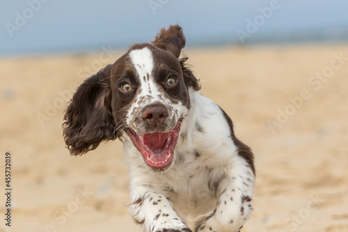 Happy puppy running on the beach. Crazy dog having fun photo