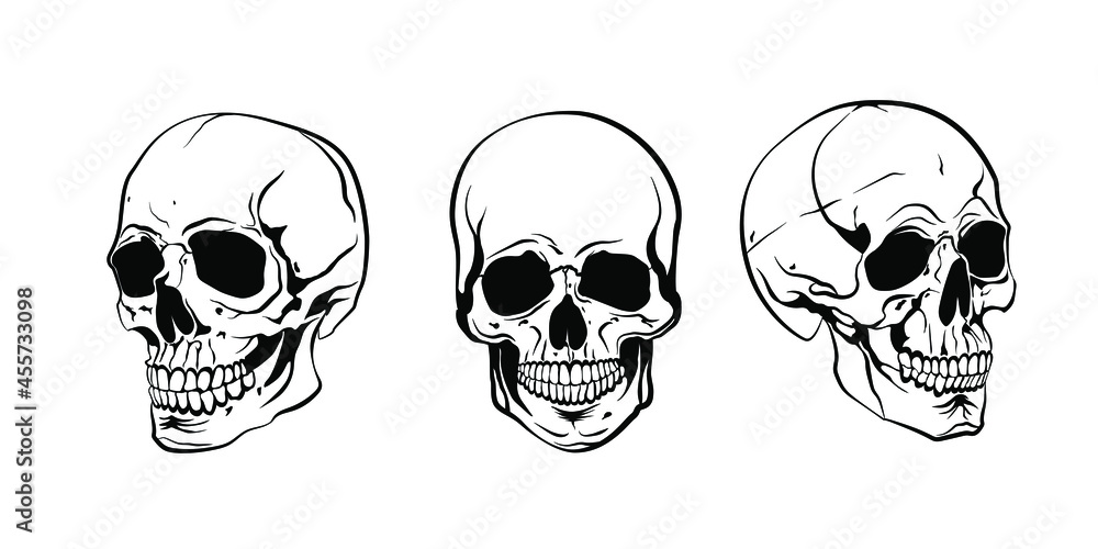 Anatomically human skulls set isolated. Hand drawn line art vector illustration.